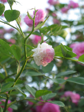 薔薇