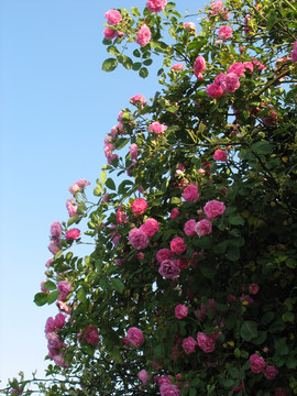 薔薇