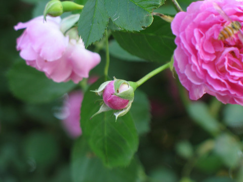 蕾