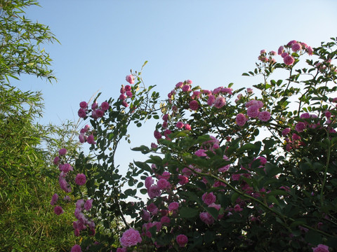 薔薇