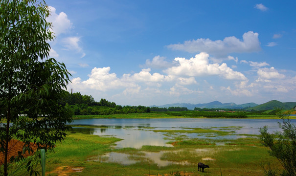 湖泊 湿地