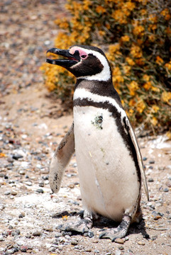 阿根廷巴塔哥尼亚企鹅