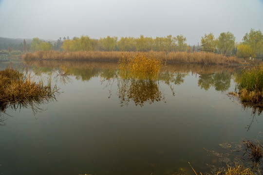 湿地风光