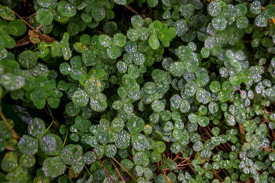 三叶草 水珠