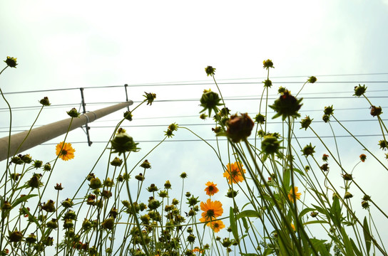 小野花 雏菊