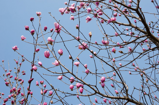 玉兰花花枝