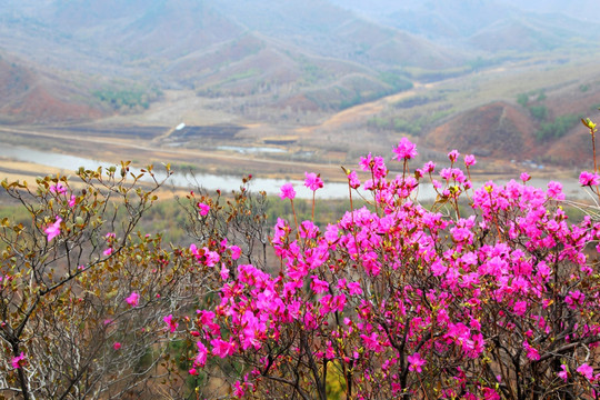 高山杜鹃