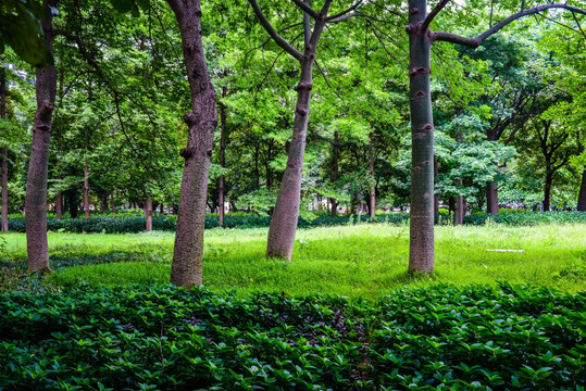 阳光绿树草地