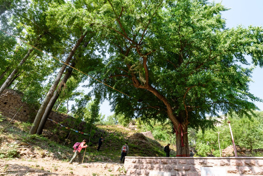 千年古银杏树