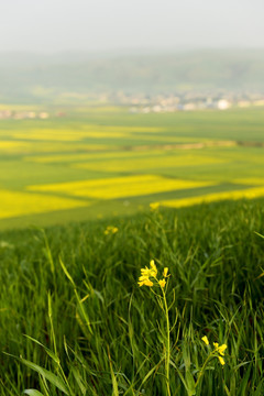 门源油菜花