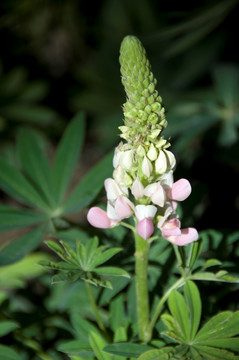 羽扇豆 观赏植物