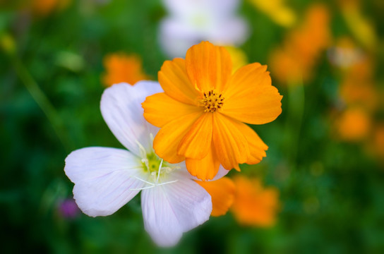 格桑花 波期菊