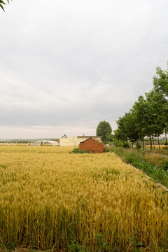 小麦 麦田