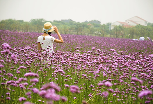 紫色花海里的少女 花海