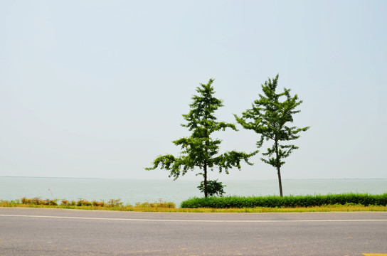 太湖边的树