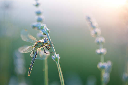 蜻蜓 薰衣草