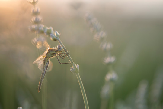 薰衣草 蜻蜓