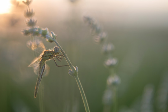 蜻蜓 薰衣草