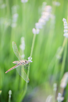 薰衣草 蜻蜓