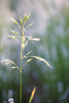 燕麦