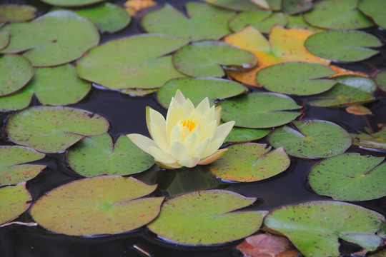 睡莲 水芹花 高清睡莲