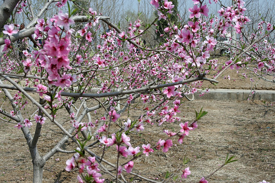 桃花