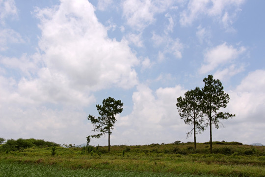 蓝天白云 松树 小山岗 短松岗