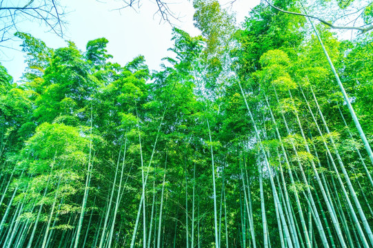竹林