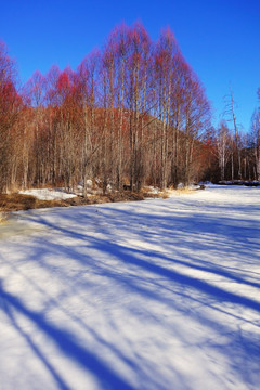 雪原红柳