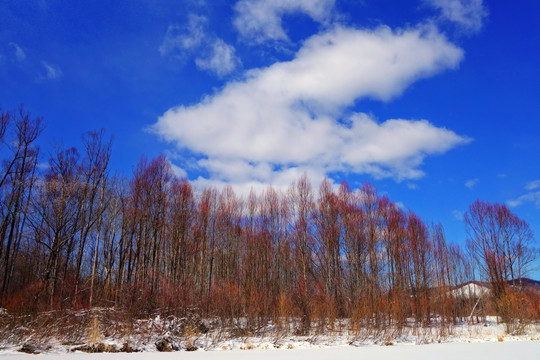 雪原红柳