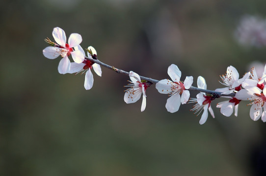 桃花素材