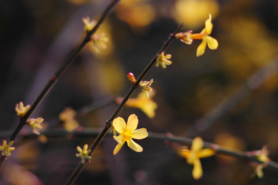 黄花素材