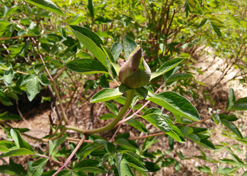 牡丹花蕾