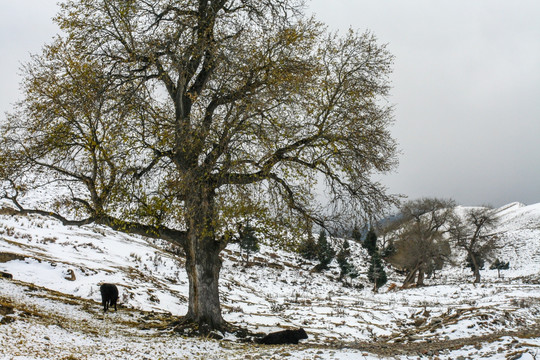 安静山谷冬季树木