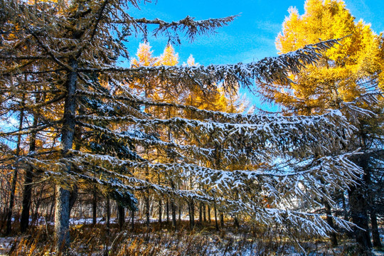 雪地雪松林