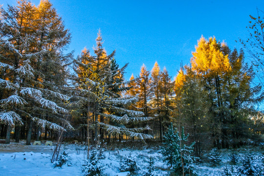 雪地松树林