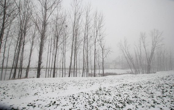 麦田雪景 田园雪景 瑞雪兆丰年