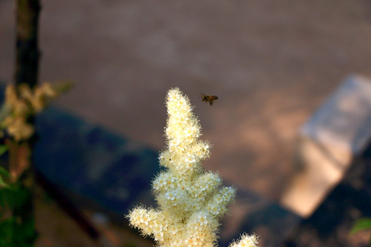 白色小花