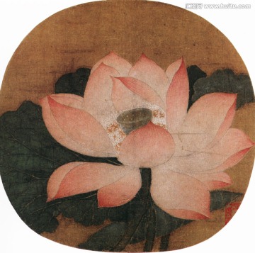 出水芙蓉圖 吳炳