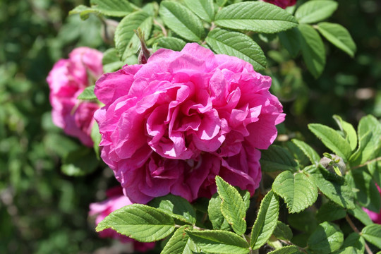 花卉 四季玫瑰 鲜花 花蕾