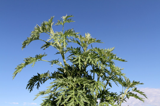 艾蒿 艾草 蒿草 端午节 草药