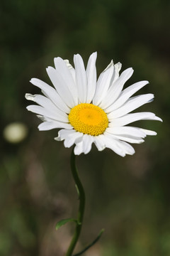 白色小花 雏菊