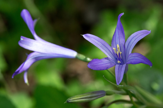 蓝花