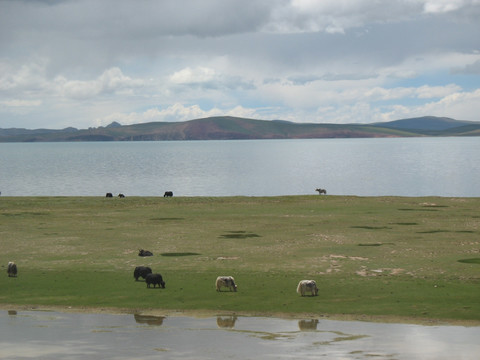 湖畔牧牛