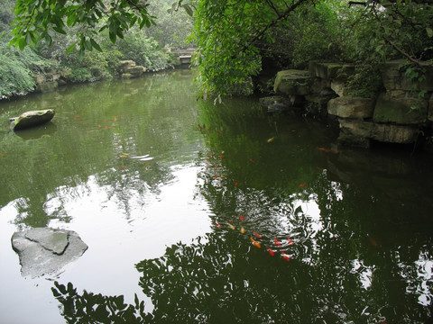 池中红鲤