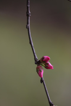 花枝