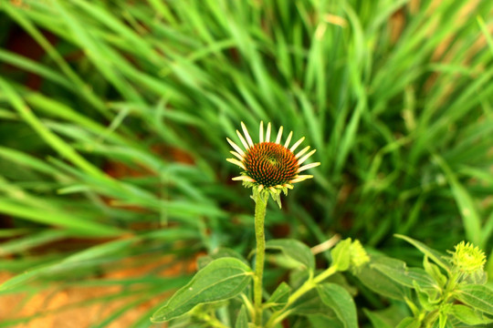 白色野菊花