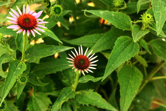 粉色野菊花