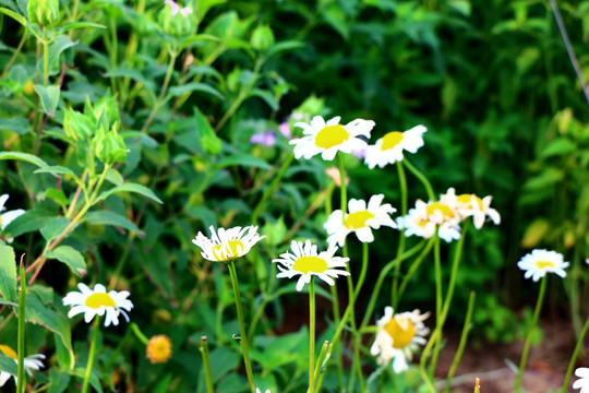 白色野菊花