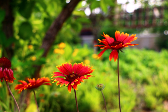 红色野菊花